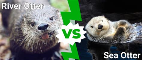 River Otter vs Sea Otter: 5 Key Differences - IMP WORLD