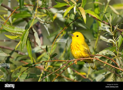 American yellow warbler - male Stock Photo - Alamy