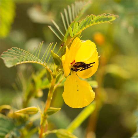 Partridge Pea Seeds - Chamaecrista Fasciculata Flower Seed