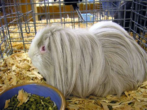 Lilac peruvian guinea pig | Guinea pig breeding, Peruvian guinea pig, Cute guinea pigs