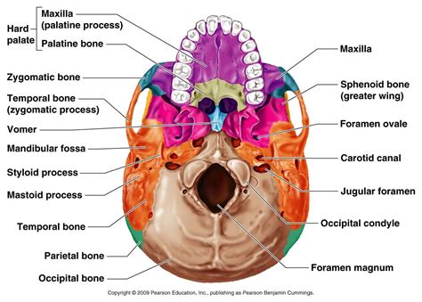 Inferior Skull Anatomy | Skull anatomy, Anatomy bones, Dental anatomy