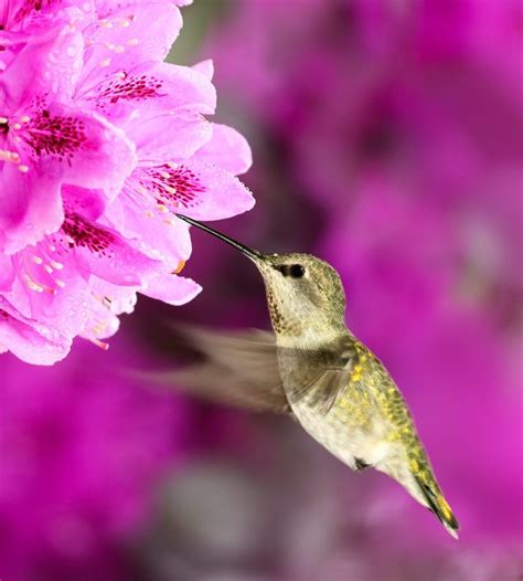 Top 10 Best Hummingbird Bushes to Grow - Birds and Blooms