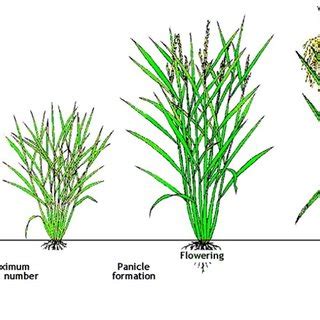 Rice crop stages. Image from the International Rice Research Institute ...