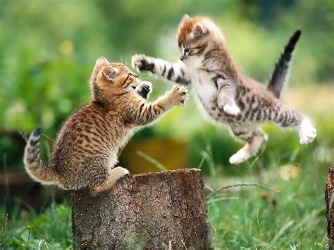 Cute Two Cat Playing Wallpaper | Wallpaper ME