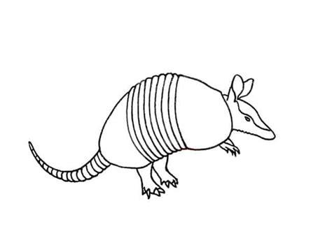 How to draw an Armadillo step by step – Easy Animals 2 Draw