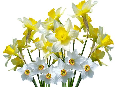 Garden, Spring, Daffodils, Osterglocken, Easter #garden, #spring, # ...