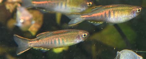 Glowlight Danio (Celestichthys choprae)