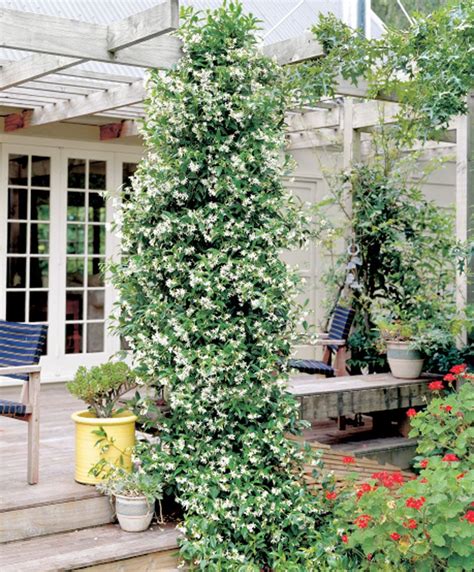 Star Jasmine | Plants from Bakker Spalding Garden Company | Outdoor plants, Jasmine plant ...