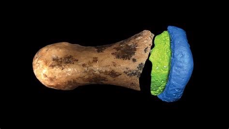 First known fossil of a Denisovan skull discovered in cave | Science News