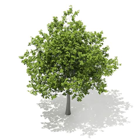 European Beech (Fagus sylvatica) 5.1m #Beech, #European, #Fagus, # ...