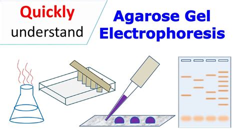 immunofixation electrophoresis principle