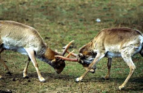 Saiga Antelope - Description, Habitat, Image, Diet, and Interesting Facts