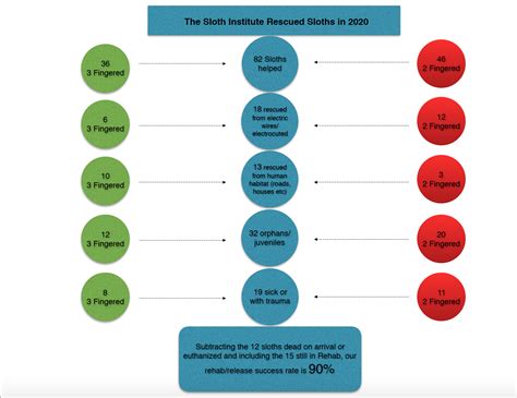 Rescue, Rehab, Release Program - The Sloth Institute
