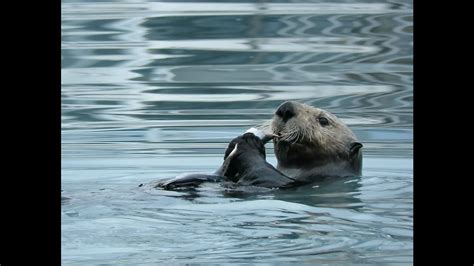 Sea Otter Eating Fish