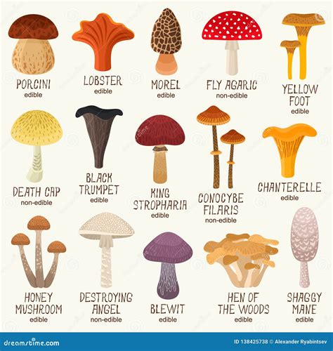 Edible and Non-edible Mushrooms Vector Set Stock Vector - Illustration of cartoon, ingredient ...