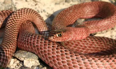 Coachwhip Snake - A-Z Animals