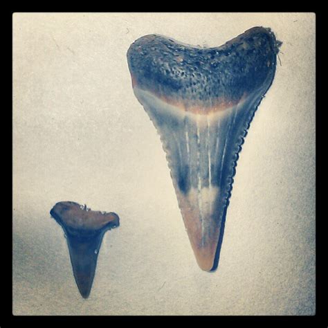 Found a baby great white shark tooth today ! (On right.) #sharktooth # ...