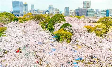 See Cherry Blossoms in Japan | Best Sakura Viewing Spots 2019