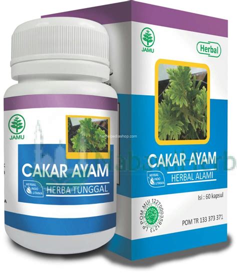 Cakar Ayam - Nabawi Herba - Distributor Herbal