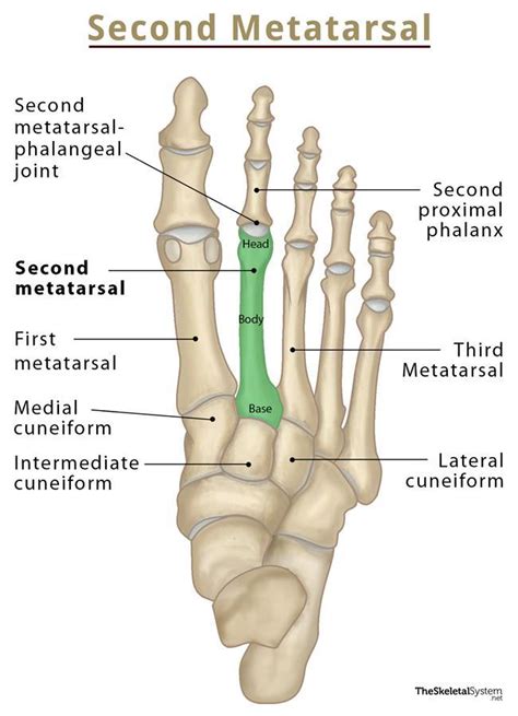 Second Metatarsal Bone Location, Anatomy, & Diagram