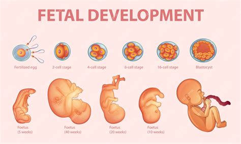 FARK.com: (12862210) Covid mRNA booster vaccinations in early pregnancy ...