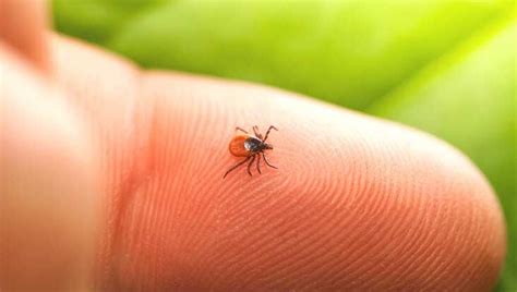 How Do You Know If A Ticks Head Is Still In Your Dog