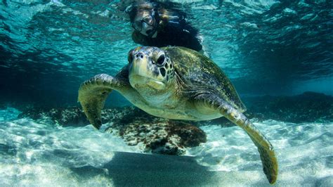 Galapagos Snorkeling and Marine Life Interaction | Go Galapagos / Klein ...