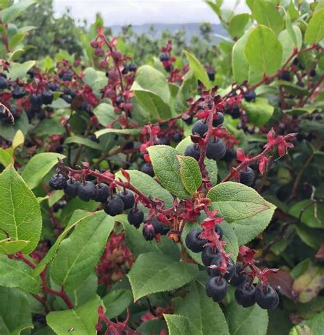 Foraging for Salal Berries