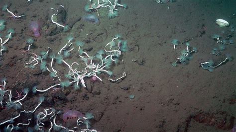 Deep-Sea Worms and Bacteria Team Up to Harvest Methane - www.caltech.edu