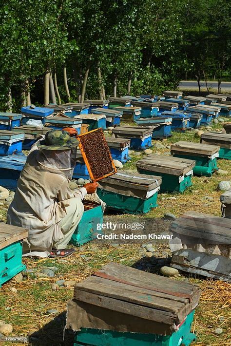 Honey Farming High-Res Stock Photo - Getty Images