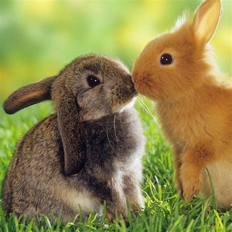 Polish | Rabbit Breed | Information and Pictures | Cute Bunny - Amazing Pets For You