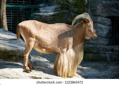 Buck Sheep Aoudad Very Long Mane Stock Photo 1223865472 | Shutterstock