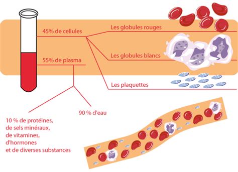 Schéma sur la circulation du sang Avc vos paroles dites la composition du sang - Nosdevoirs.fr