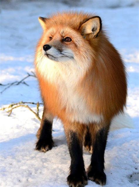 Fluffy Fox | Animals beautiful, Animals, Animals wild