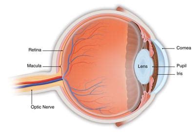 Retina Treatment & Surgery, Macular Degeneration – Cabarrus Eye Center