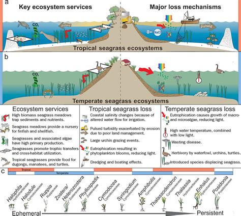 seagrass-ecosystem-services-major-loss-mechs | ZEN