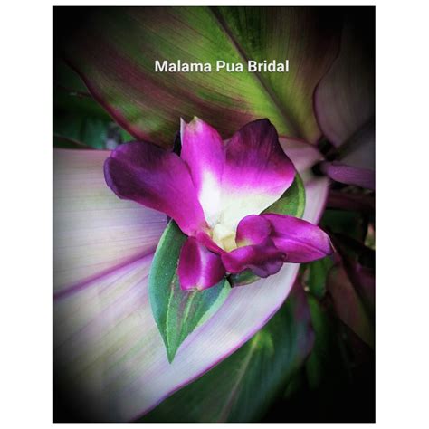 Kauai | Tropical Purple Silk Orchid Flower Hair Pin | Malama Pua Bridal | Flowers in hair, Silk ...