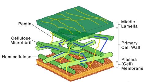 Cell Wall Diagram - CBSE Class Notes Online - Classnotes123