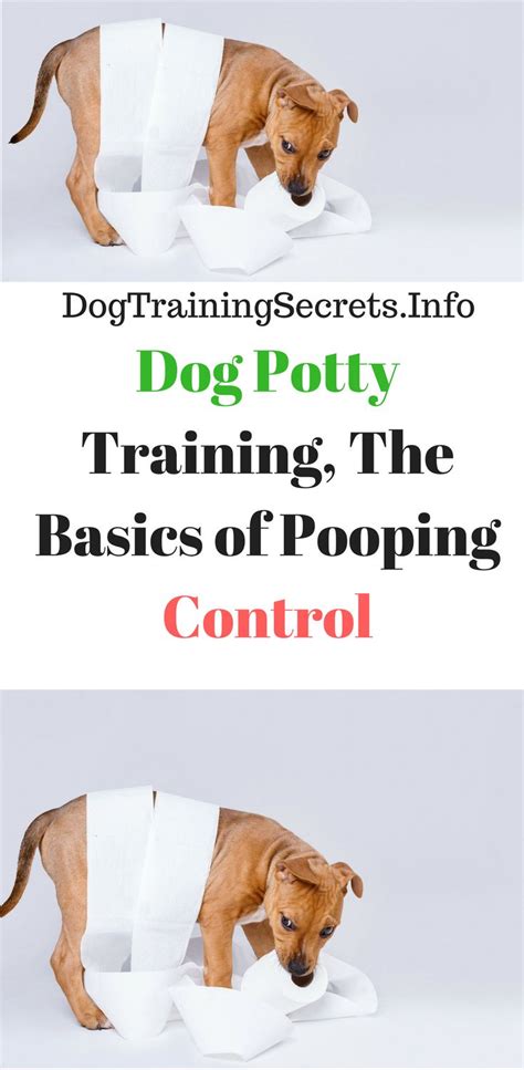 Dog Potty Training, The Basics of Pooping Control | Dog potty, Dog ...