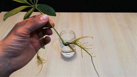 Schefflera‌ ‌propagation‌: Different methods & steps to regrow your ...