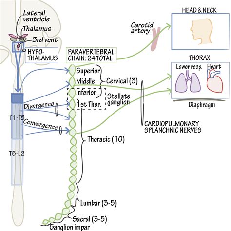 Neuroanatomy Glossary: Sympathetic Nervous System | Draw It to Know It