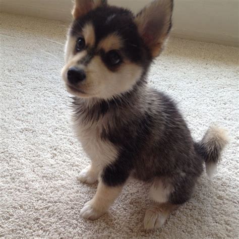Cute And Adorable Pomsky Puppies | Pomsky Puppies Lovers