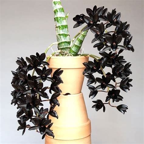 Black Orchids in 2020 | Blooming orchid, Orchids, Orchid plants