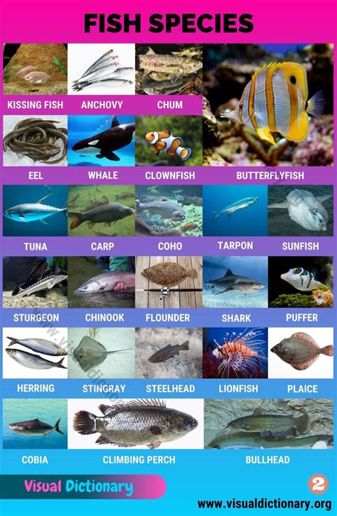 Types of Fish: Interesting List of 50 Different Fish Species around the World - Visual ...