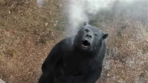 Movie Review: 'Cocaine Bear'