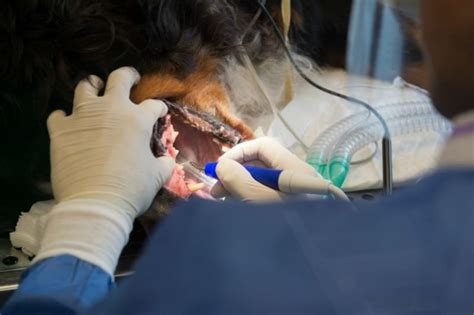 How Much Does Teeth Cleaning Cost for Dogs? – YouDidWhatWithYourWiener.com