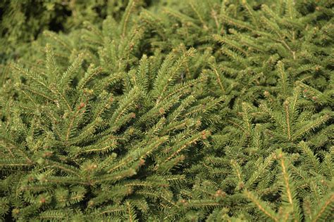 Bird's Nest Spruce: Plant Care & Growing Guide