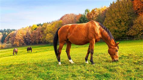 Autumn Horse Wallpapers - Top Free Autumn Horse Backgrounds ...