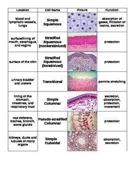 Simple Squamous Epithelial Tissue 400x