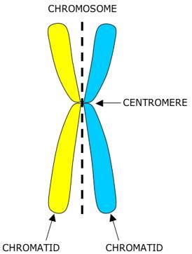 BOLO Biology Newsletter Archive: Daily Newsletter: October 29, 2013 - Chromosomes